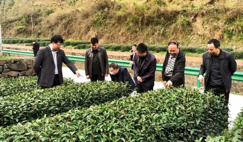 关于安康富硒茶研究专家工作站在汉滨区大竹园镇落户的资讯(4)