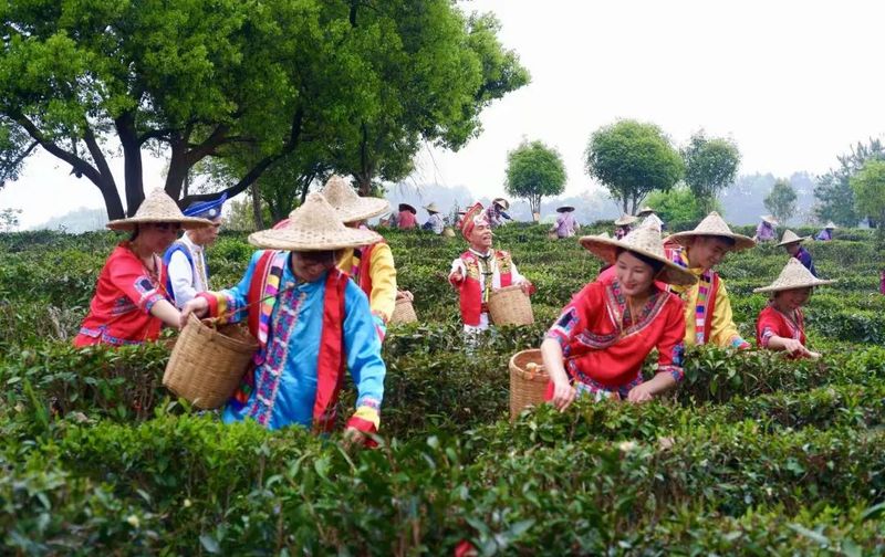 有关于苍梧县两新组织助力推动六堡茶产业发展的最新消息