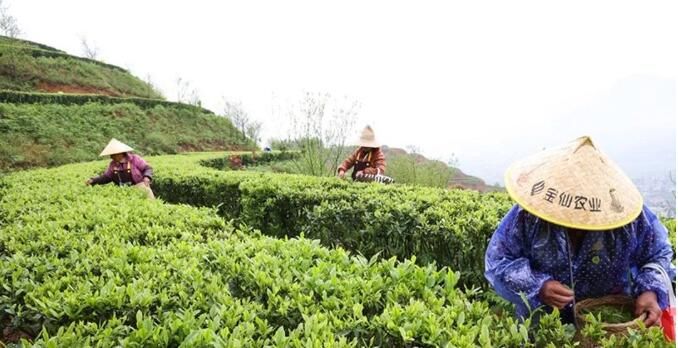 关于湖南桂阳:“煤乡”变“茶乡” 茶叶飘香产业旺的新闻