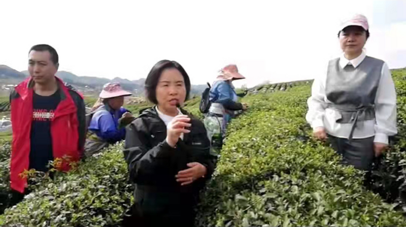 关于坚守安全底线，生产干净黔茶 ——安顺市召开全市双手采茶培训 及茶园禁用塑料制品视频会议的资讯(3)