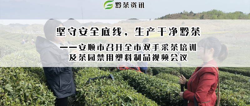关于坚守安全底线，生产干净黔茶 ——安顺市召开全市双手采茶培训 及茶园禁用塑料制品视频会议的资讯