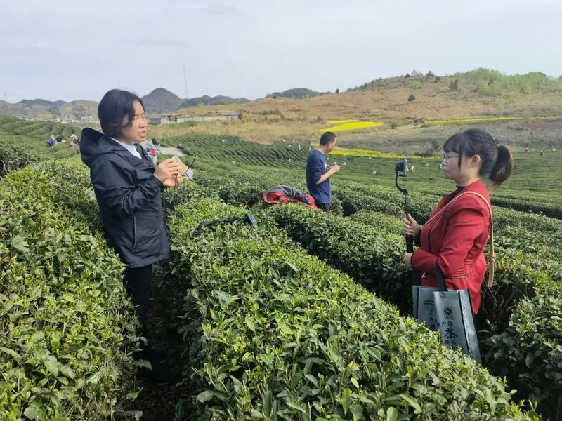 关于坚守安全底线，生产干净黔茶 ——安顺市召开全市双手采茶培训 及茶园禁用塑料制品视频会议的资讯(2)