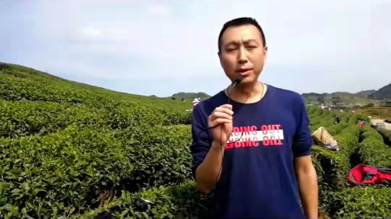 关于坚守安全底线，生产干净黔茶 ——安顺市召开全市双手采茶培训 及茶园禁用塑料制品视频会议的资讯(4)
