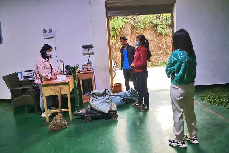 关于昌宁田园镇:开称收鲜开启春茶季的新闻(2)