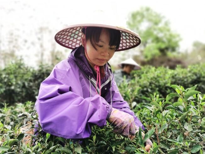 关于横州市:春茶迎来采摘季的信息(4)