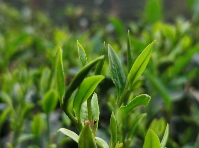 关于横州市:春茶迎来采摘季的信息(7)