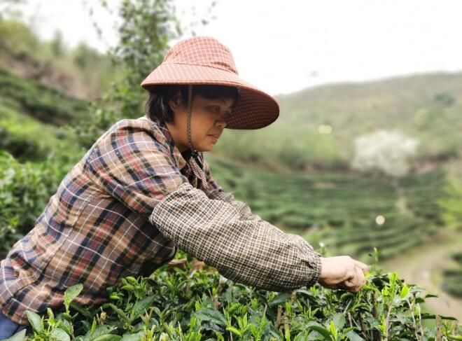关于横州市:春茶迎来采摘季的信息(3)