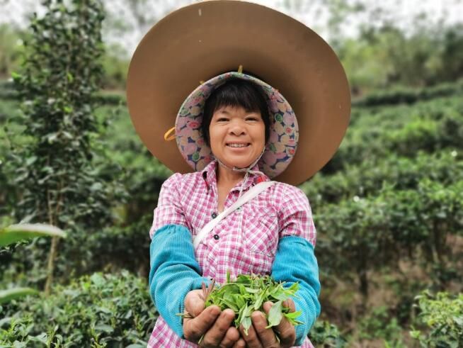 关于横州市:春茶迎来采摘季的信息(2)