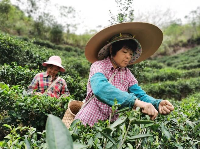 关于横州市:春茶迎来采摘季的信息(5)
