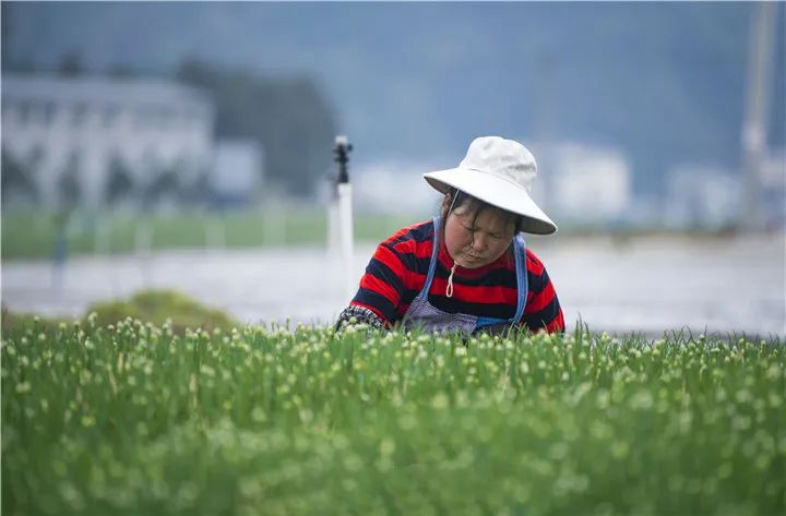 有关于乡村振兴 用“美”作答,湄潭县“三美五示范”打造最美乡村纪实的新闻(4)