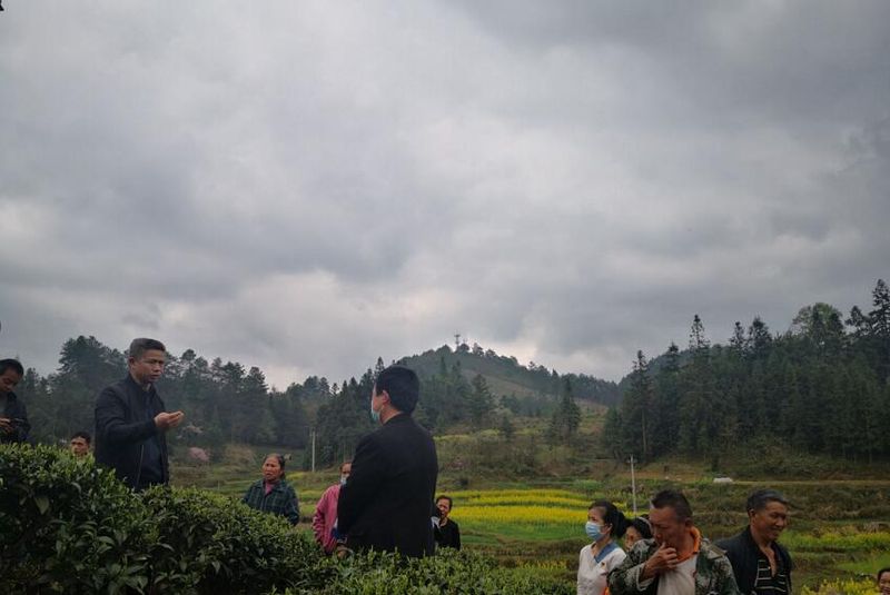 有关于尧吕村开展茶叶种植培训,推进茶产业发展的消息(1)