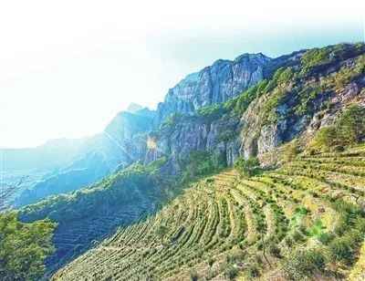 关于绿叶子成了“金叶子” 温州各地早茶集中上市,打响品牌知名度的新闻(2)