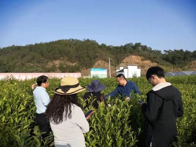 有关于三月茶农采茶忙,黄山名茶迎开园的内容(1)