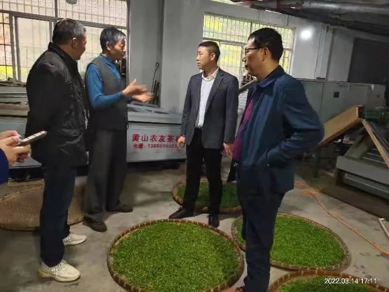 有关于三月茶农采茶忙,黄山名茶迎开园的内容(3)