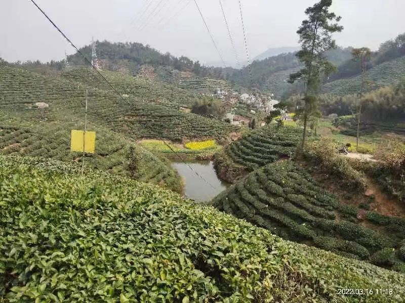 有关于三月茶农采茶忙,黄山名茶迎开园的内容(2)