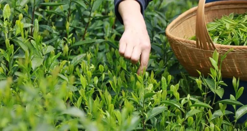 有关于三月茶农采茶忙,黄山名茶迎开园的内容