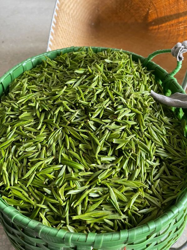 有关于三月茶农采茶忙,黄山名茶迎开园的内容(4)