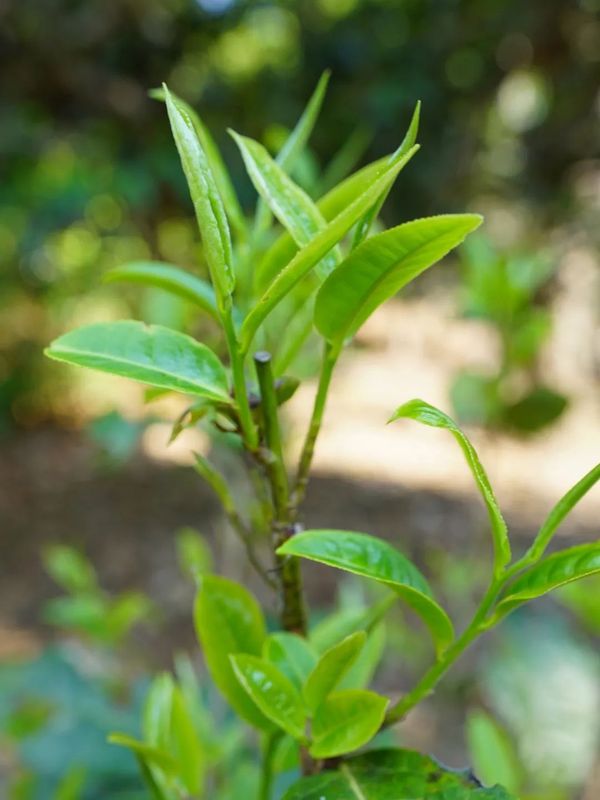 关于春茶开采正当时 看勐海贺开“千年古茶”如何保“今朝生机”的最新消息
