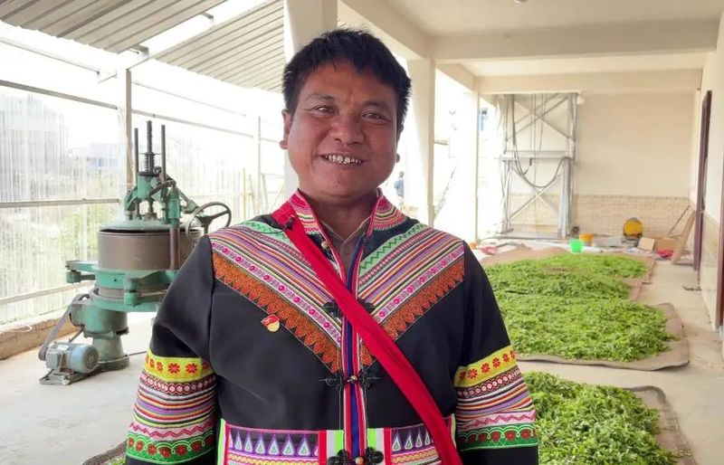 关于春茶开采正当时 看勐海贺开“千年古茶”如何保“今朝生机”的最新消息(3)