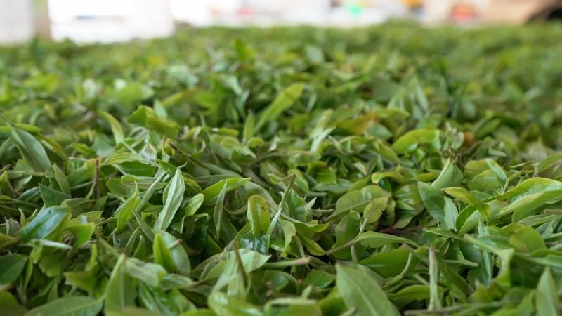 关于春茶开采正当时 看勐海贺开“千年古茶”如何保“今朝生机”的最新消息(1)