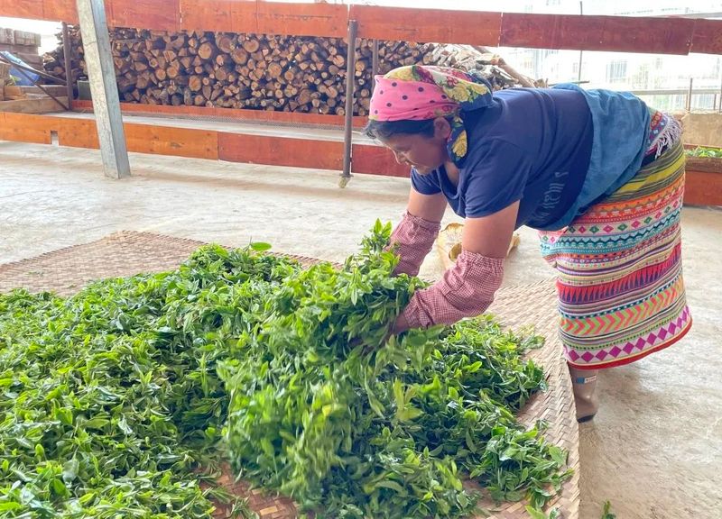 关于春茶开采正当时 看勐海贺开“千年古茶”如何保“今朝生机”的最新消息(2)