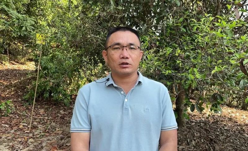 关于春茶开采正当时 看勐海贺开“千年古茶”如何保“今朝生机”的最新消息(4)
