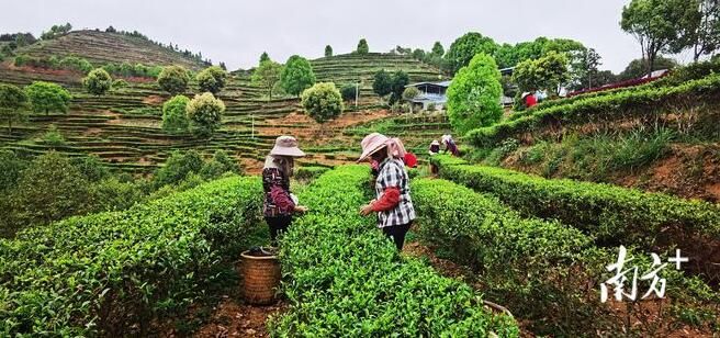 有关于春茶飘香溢满山!梅州平远1.53万亩春茶开摘的内容(2)