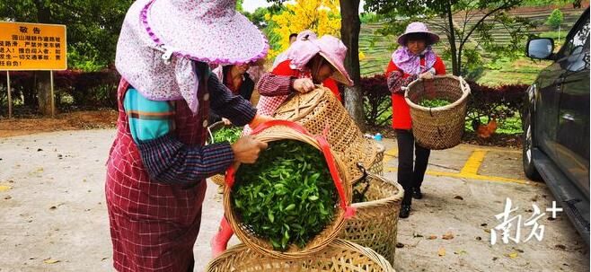 有关于春茶飘香溢满山!梅州平远1.53万亩春茶开摘的内容(3)