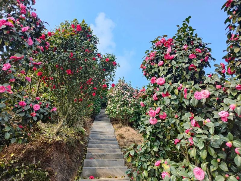 有关于第十八届蒙顶山茶文化旅游节新闻发布会在成都举行的消息(6)