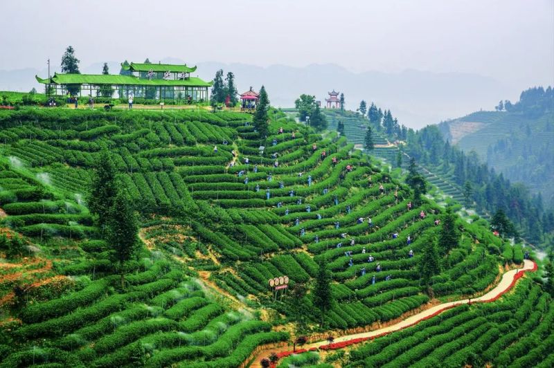 有关于第十八届蒙顶山茶文化旅游节新闻发布会在成都举行的消息(7)