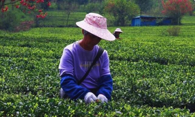 有关于上林春茶迎来黄金采摘期！的资讯(1)