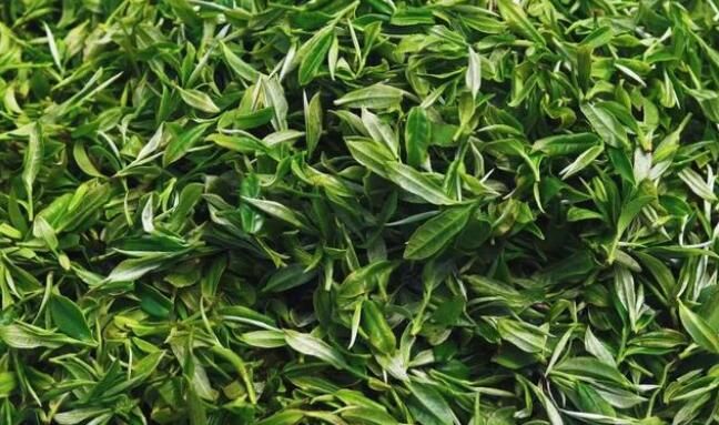 有关于上林春茶迎来黄金采摘期！的资讯(11)