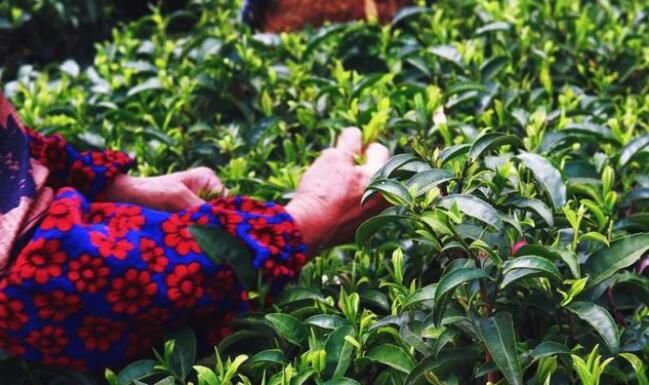 有关于上林春茶迎来黄金采摘期！的资讯(7)