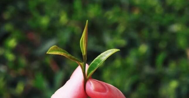 有关于上林春茶迎来黄金采摘期！的资讯(9)