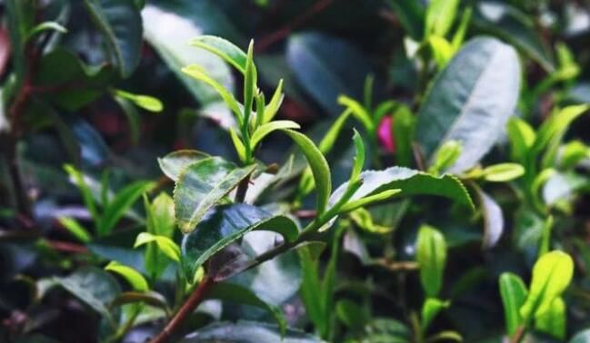 有关于上林春茶迎来黄金采摘期！的资讯(4)