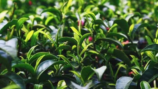 有关于上林春茶迎来黄金采摘期！的资讯(3)