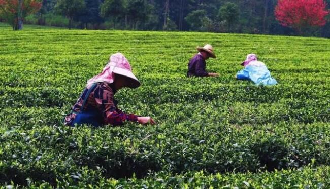 有关于上林春茶迎来黄金采摘期！的资讯(8)