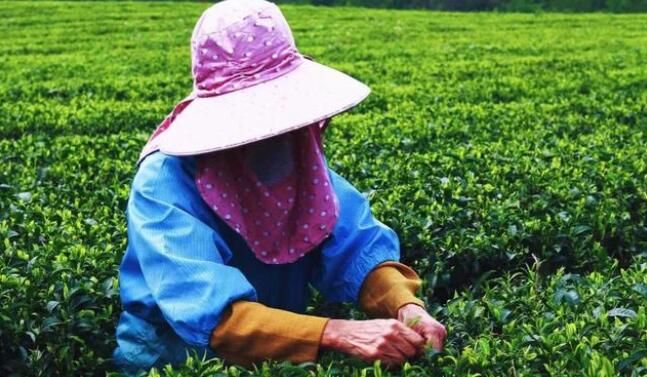 有关于上林春茶迎来黄金采摘期！的资讯(5)