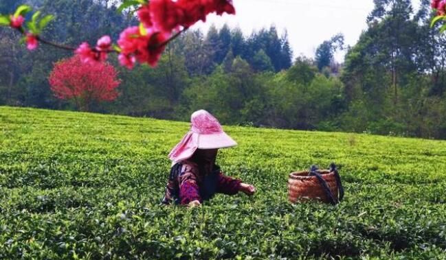 有关于上林春茶迎来黄金采摘期！的资讯(2)