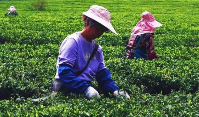 有关于上林春茶迎来黄金采摘期！的资讯(6)