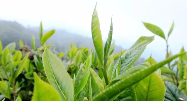 有关于绿春:大树茶放荒百年再赴“春约” 一人一篓采茶忙的内容(6)
