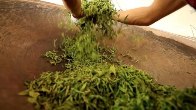 有关于绿春:大树茶放荒百年再赴“春约” 一人一篓采茶忙的内容(18)