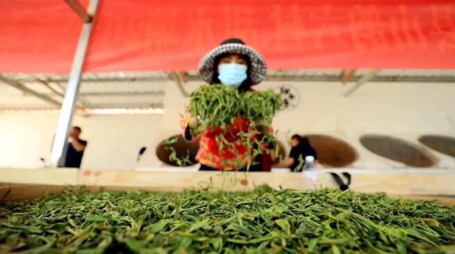 有关于绿春:大树茶放荒百年再赴“春约” 一人一篓采茶忙的内容(20)