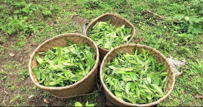 有关于绿春:大树茶放荒百年再赴“春约” 一人一篓采茶忙的内容(12)