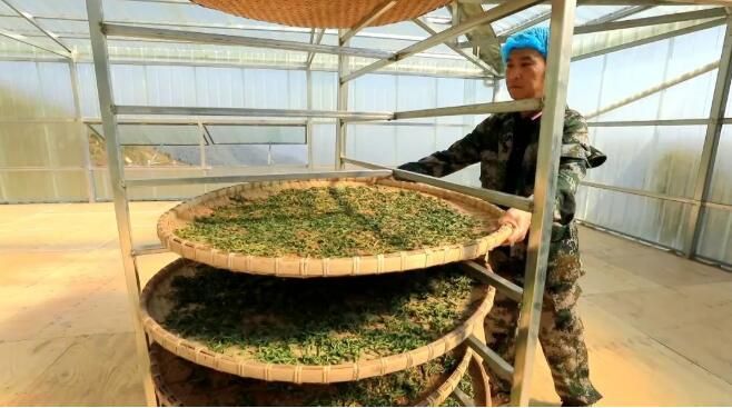 有关于绿春:大树茶放荒百年再赴“春约” 一人一篓采茶忙的内容(21)