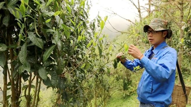 有关于绿春:大树茶放荒百年再赴“春约” 一人一篓采茶忙的内容(4)