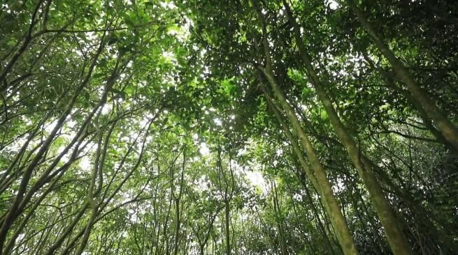 有关于绿春:大树茶放荒百年再赴“春约” 一人一篓采茶忙的内容(2)
