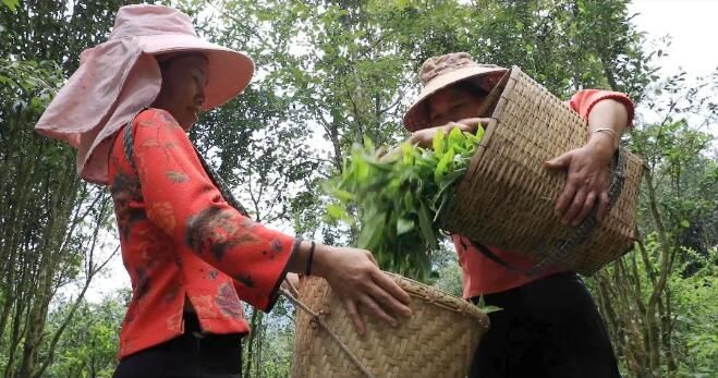 有关于绿春:大树茶放荒百年再赴“春约” 一人一篓采茶忙的内容(9)