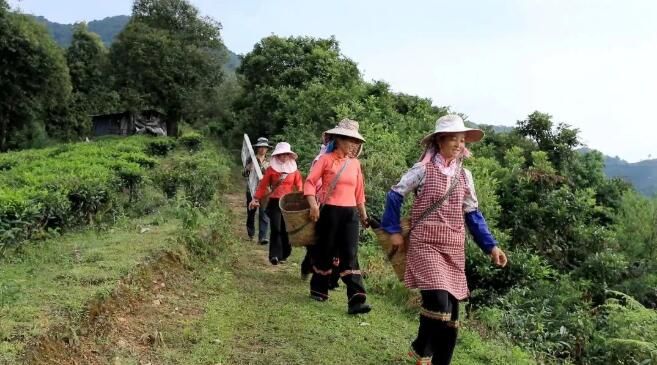 有关于绿春:大树茶放荒百年再赴“春约” 一人一篓采茶忙的内容(1)