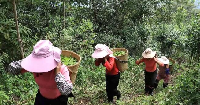 有关于绿春:大树茶放荒百年再赴“春约” 一人一篓采茶忙的内容(11)